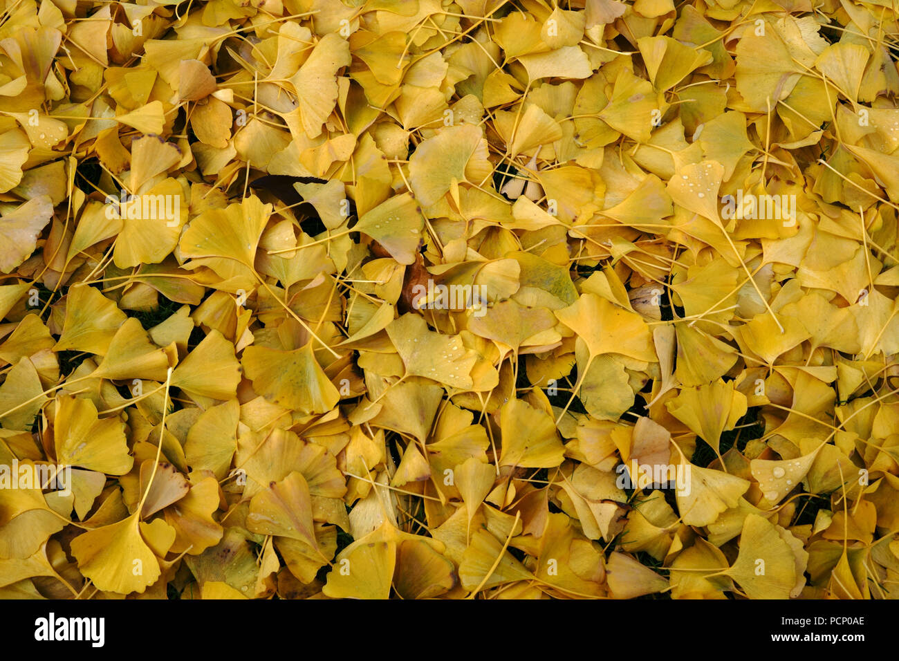 Die abgefallen gelbe Blätter eines ginkgo Baum im Herbst. Stockfoto