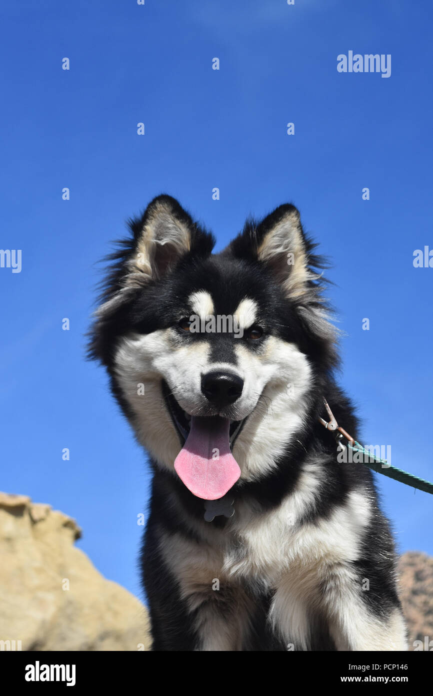 Cute Siberian Husky Baby Dogs