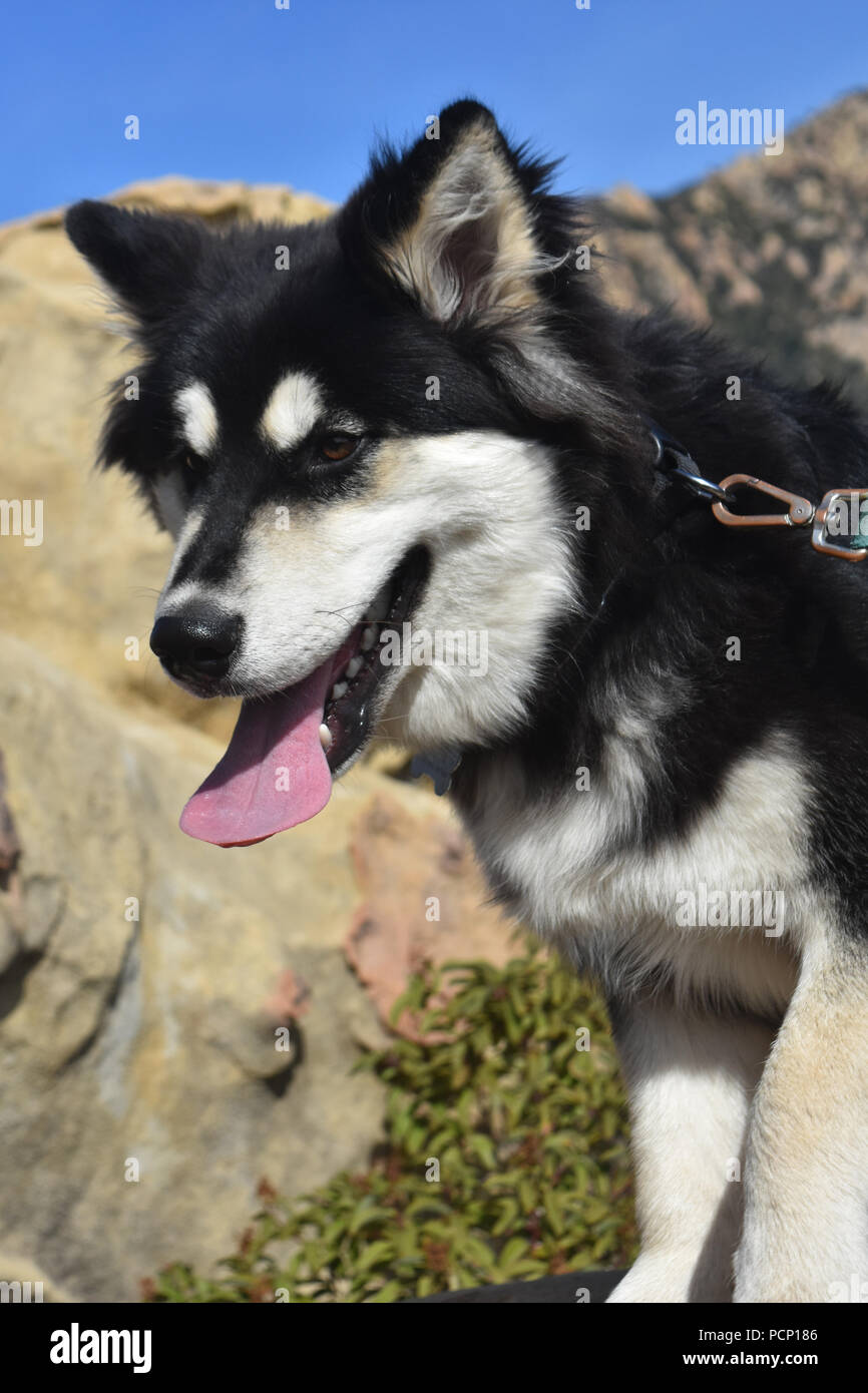 Ein niedliches Alaskan Malamute Welpen gehen auf eine Wanderung Stockfoto