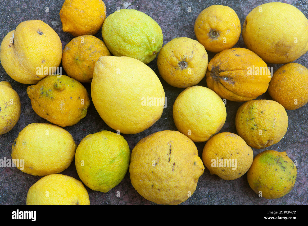 Zitronen frshly abgeholt von einem Baum Stockfoto