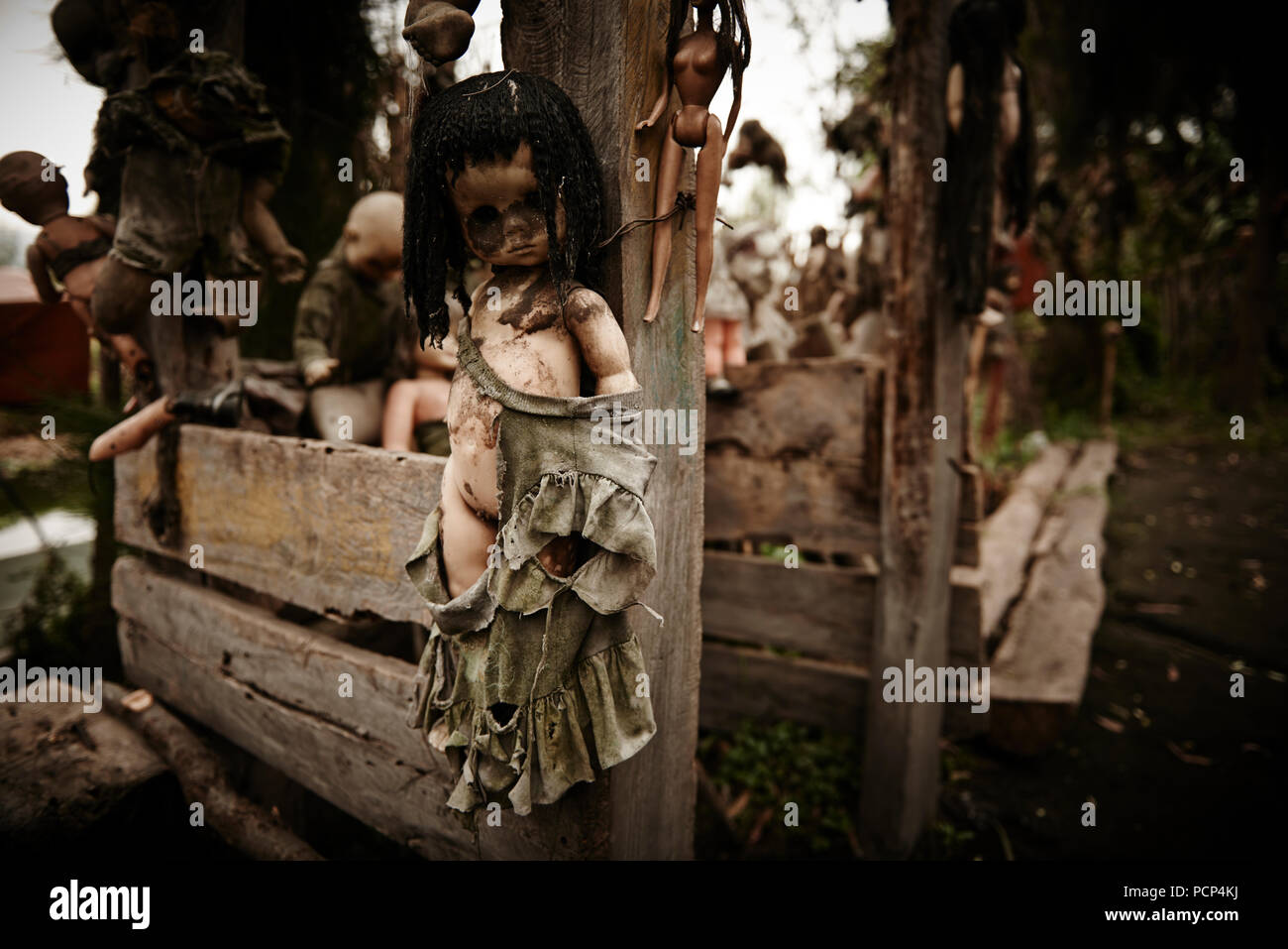 Puppen von La Isla de las Muñecas - Die Insel der Puppen, Xochimilco Mexiko Stockfoto