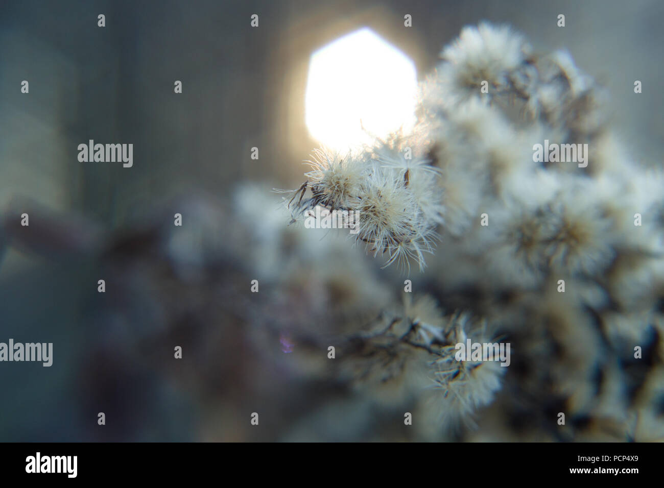 Bush mit Dornen im Winter Stockfoto