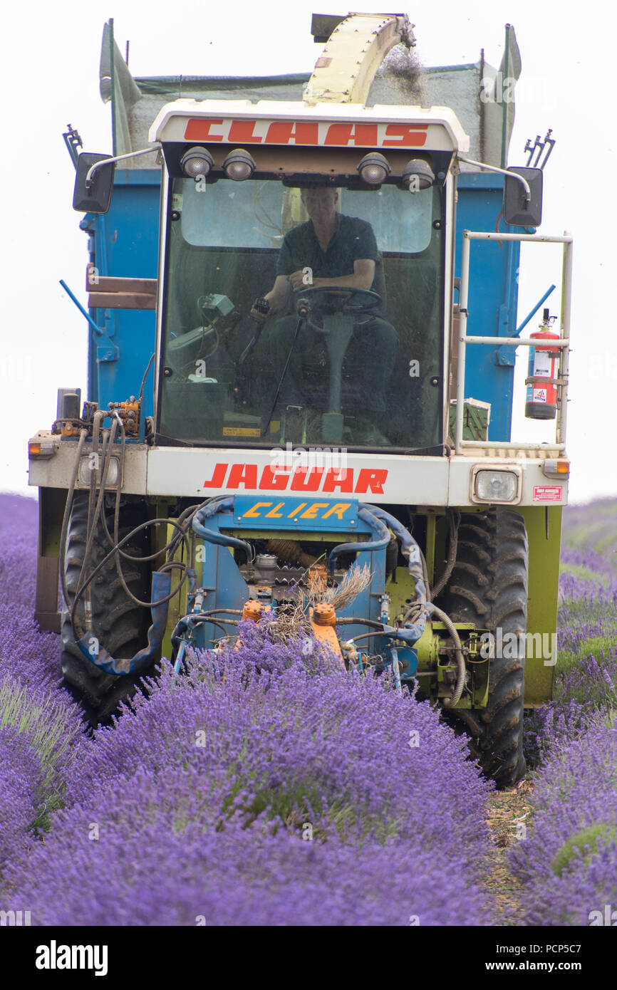 Ernten Lavendel bei Snowshill mit einem selbstfahrenden havester und Anhänger, in den Cotswolds, UK. Stockfoto