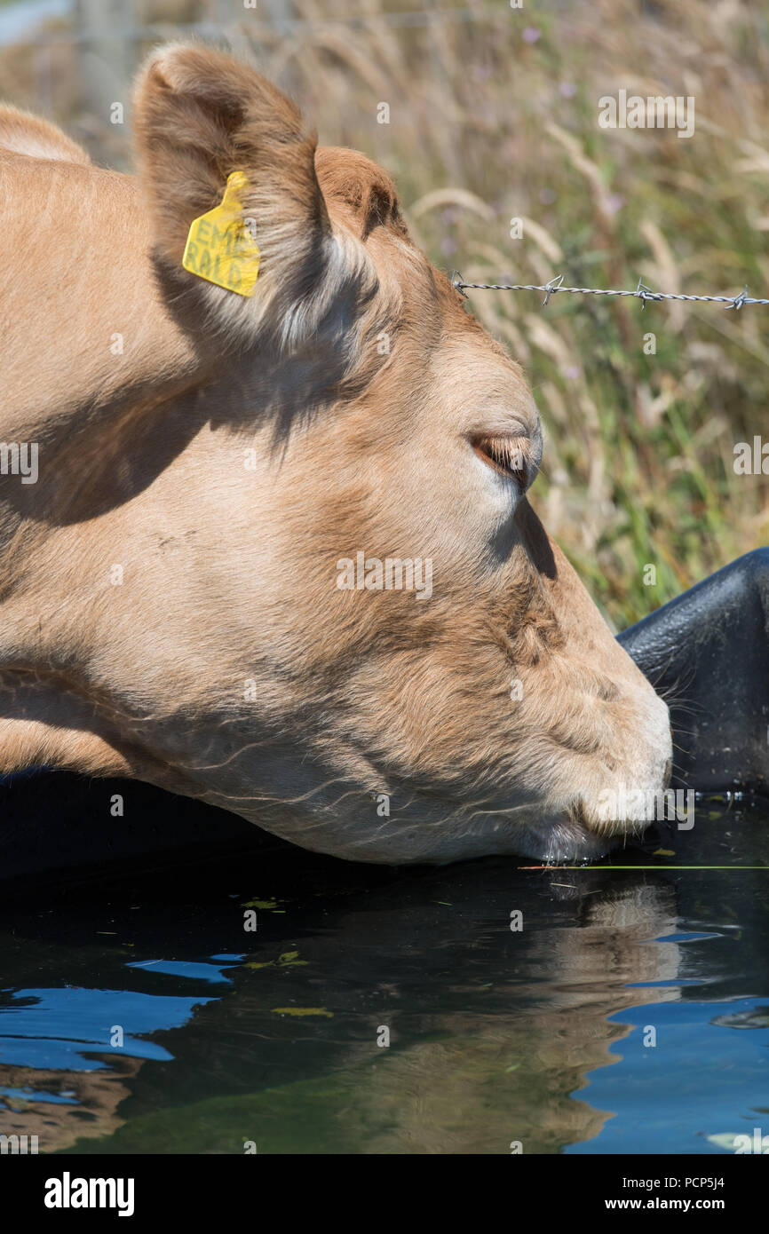 Rinder trinken frisches Wasser aus einer Schüssel Wasser in ein Feld. Cumbria, Großbritannien. Stockfoto