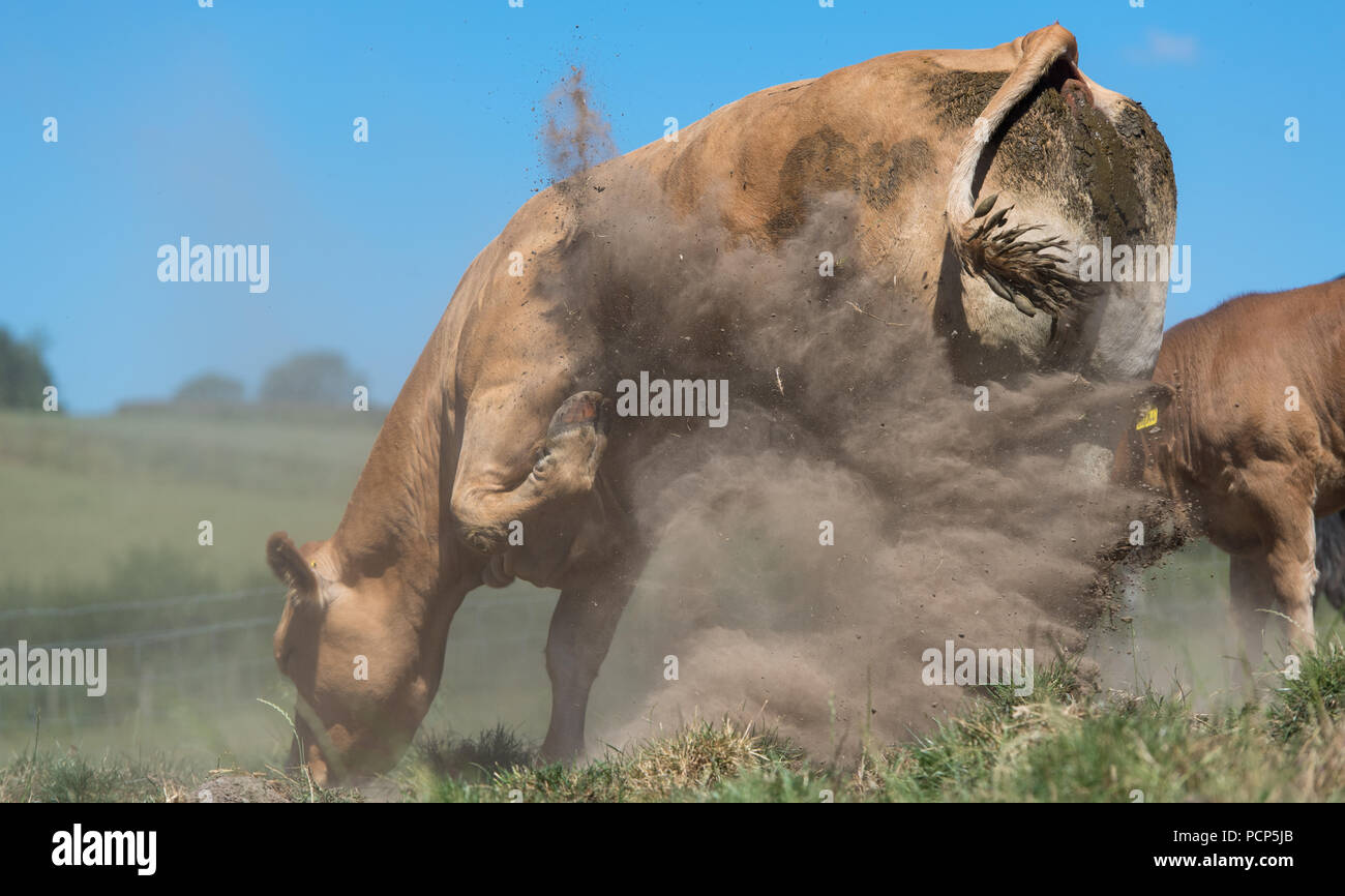 Rind Kuh kicking up dust in einem Versuch, der selbst im Sommer Hitze zu kühlen. Cumbria, Großbritannien. Stockfoto