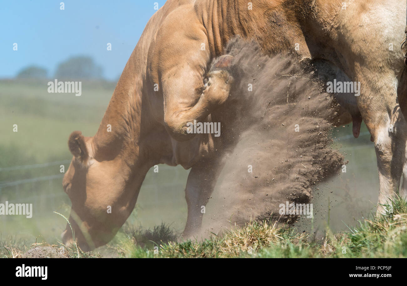 Rind Kuh kicking up dust in einem Versuch, der selbst im Sommer Hitze zu kühlen. Cumbria, Großbritannien. Stockfoto