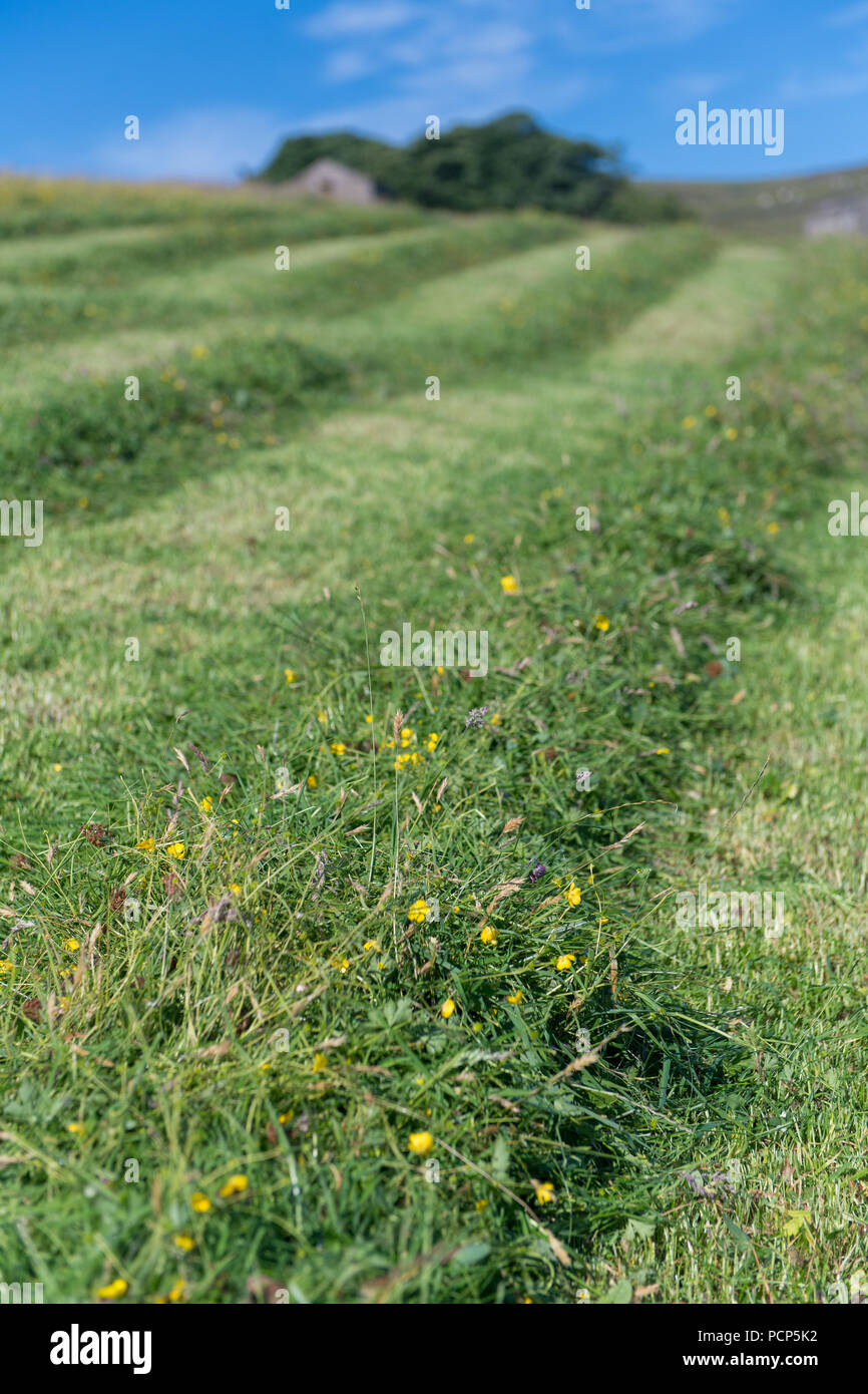Frisch gemähten Wiese in den Berggebieten in den Yorkshire Dales, UK. Stockfoto