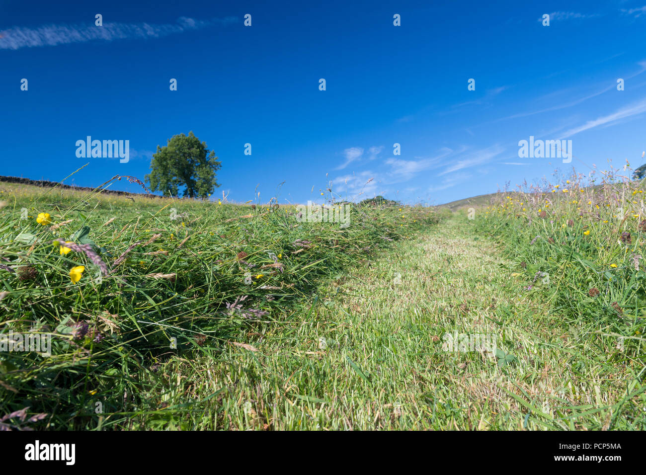 Frisch gemähten Wiese in den Berggebieten in den Yorkshire Dales, UK. Stockfoto
