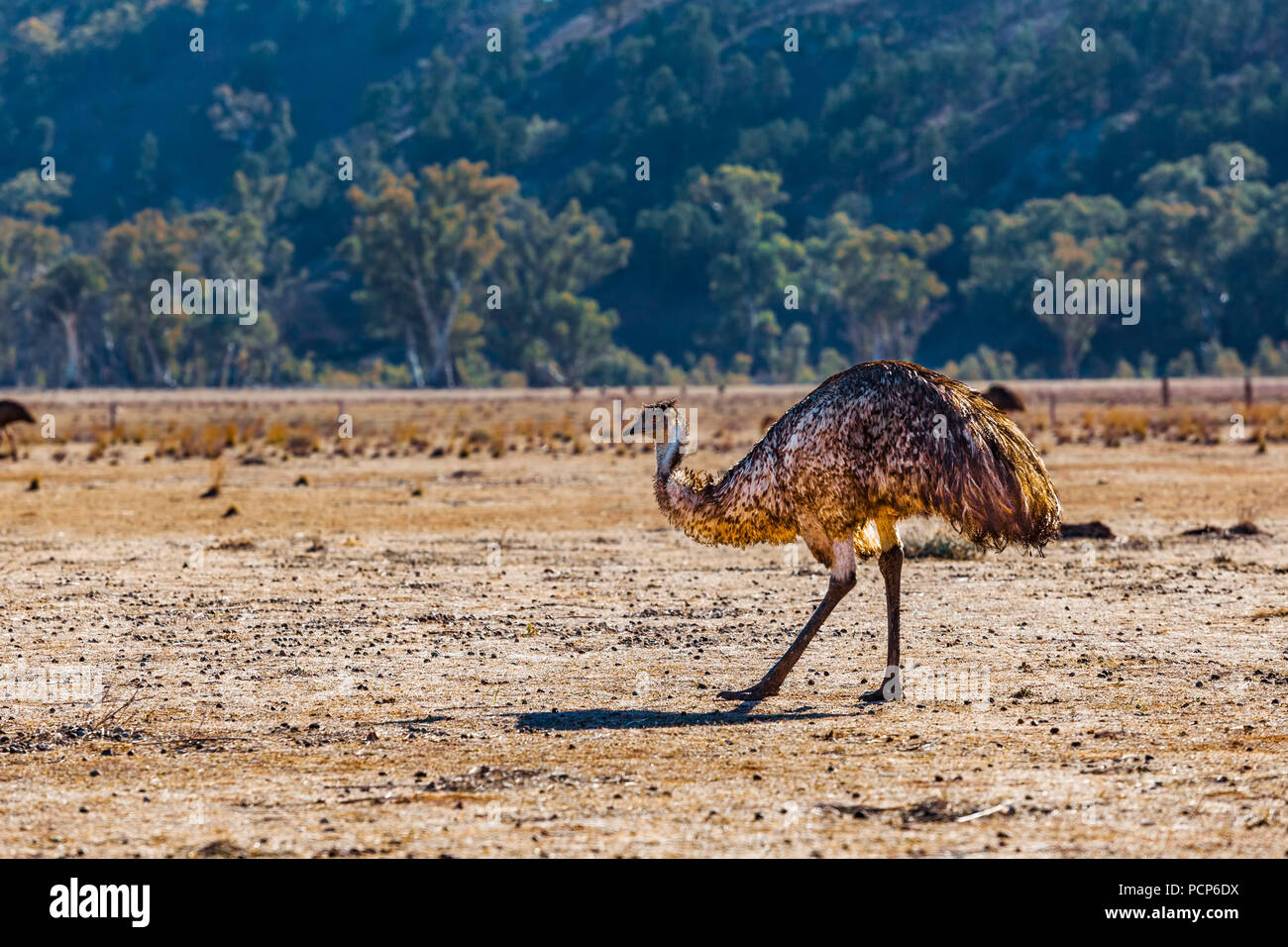 Emu großen flugunfähigen Vogel in Australien. Flinders Ranges, South Australia Stockfoto