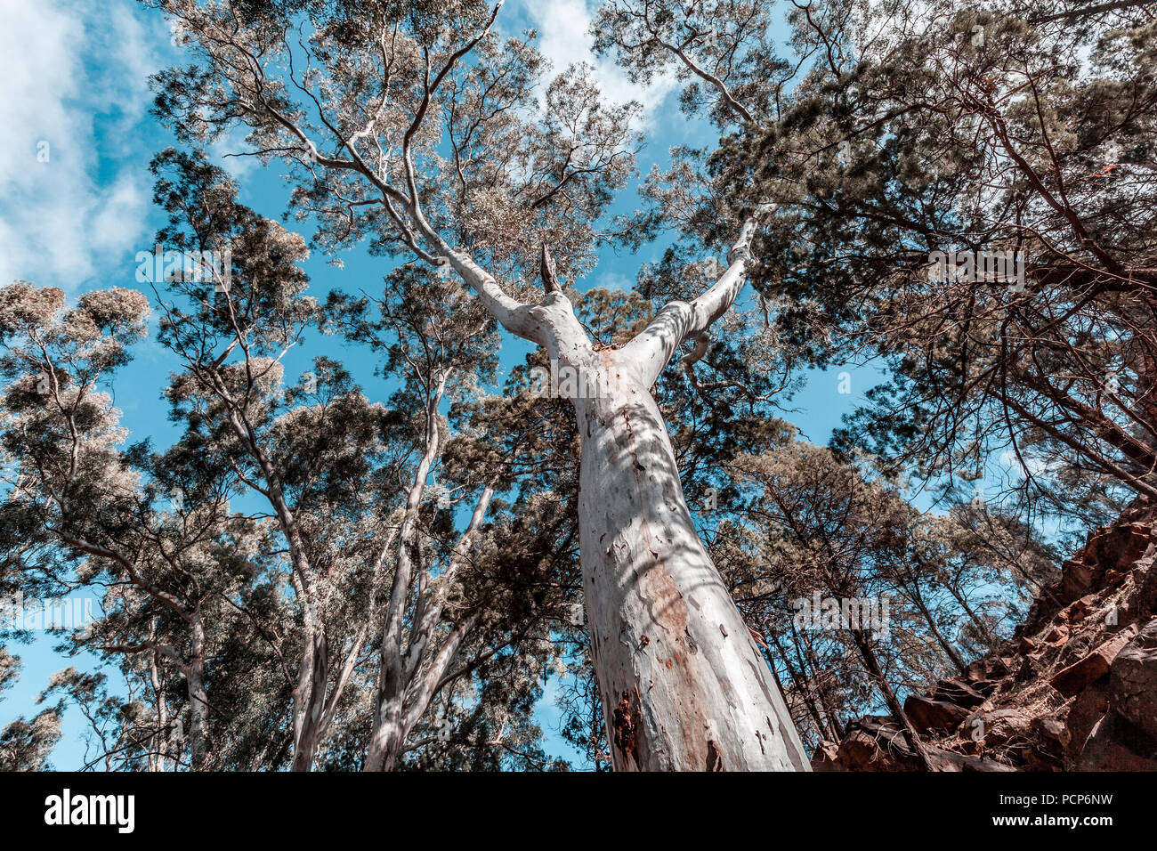 Suchen, um sich am schönen Red Gum Tree Vordach Stockfoto