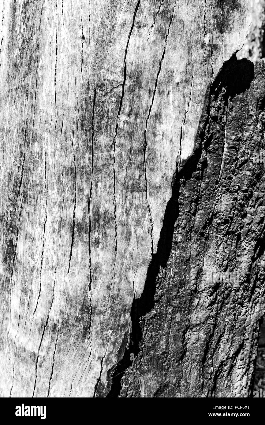 Eukalyptus Baumrinde closeup Hintergrund Textur Stockfoto