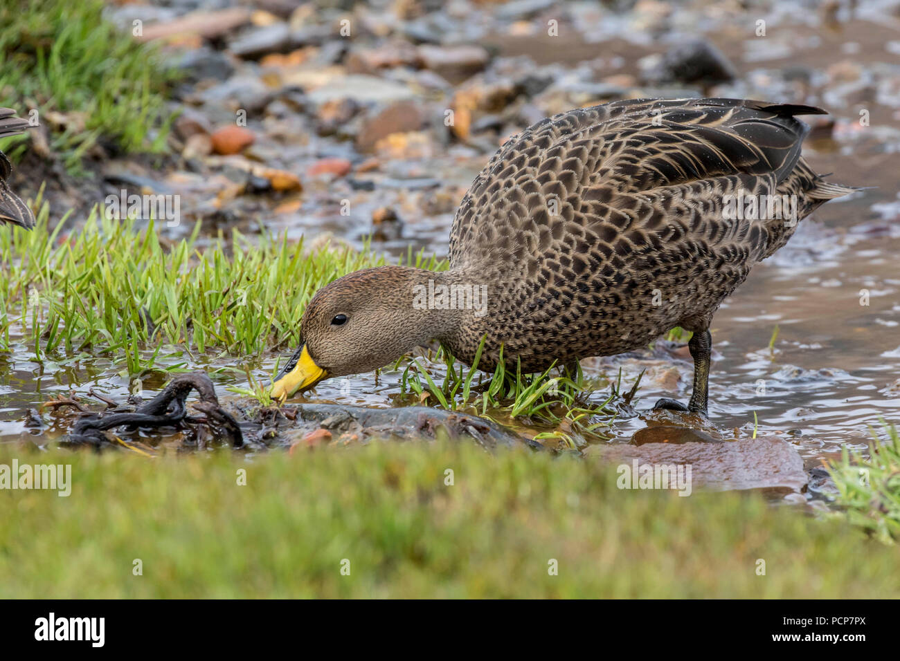 South Georgia Nordpintailenten Stockfoto