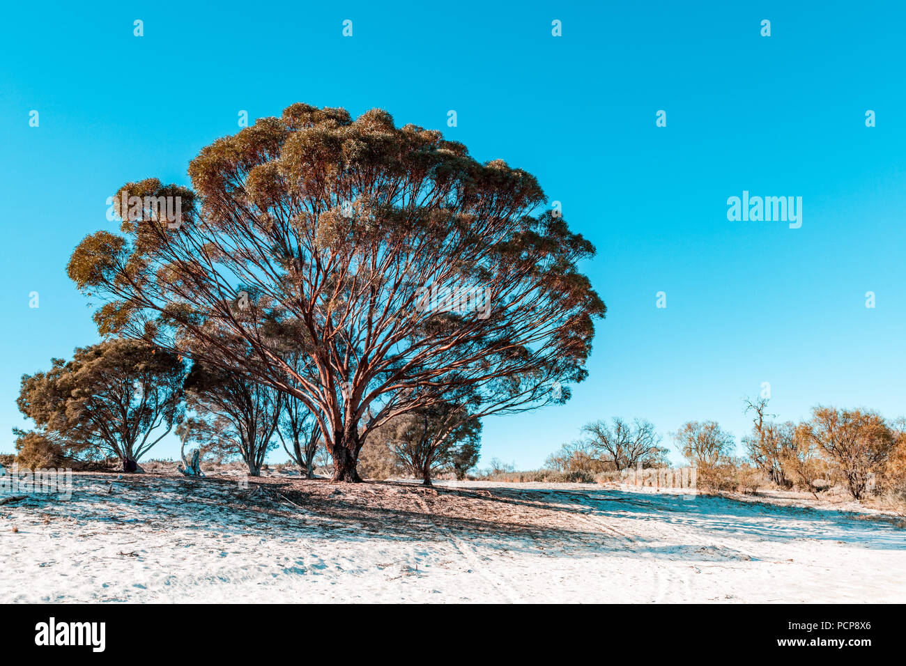 Schöne iconic Gum Tree in South Australia Stockfoto