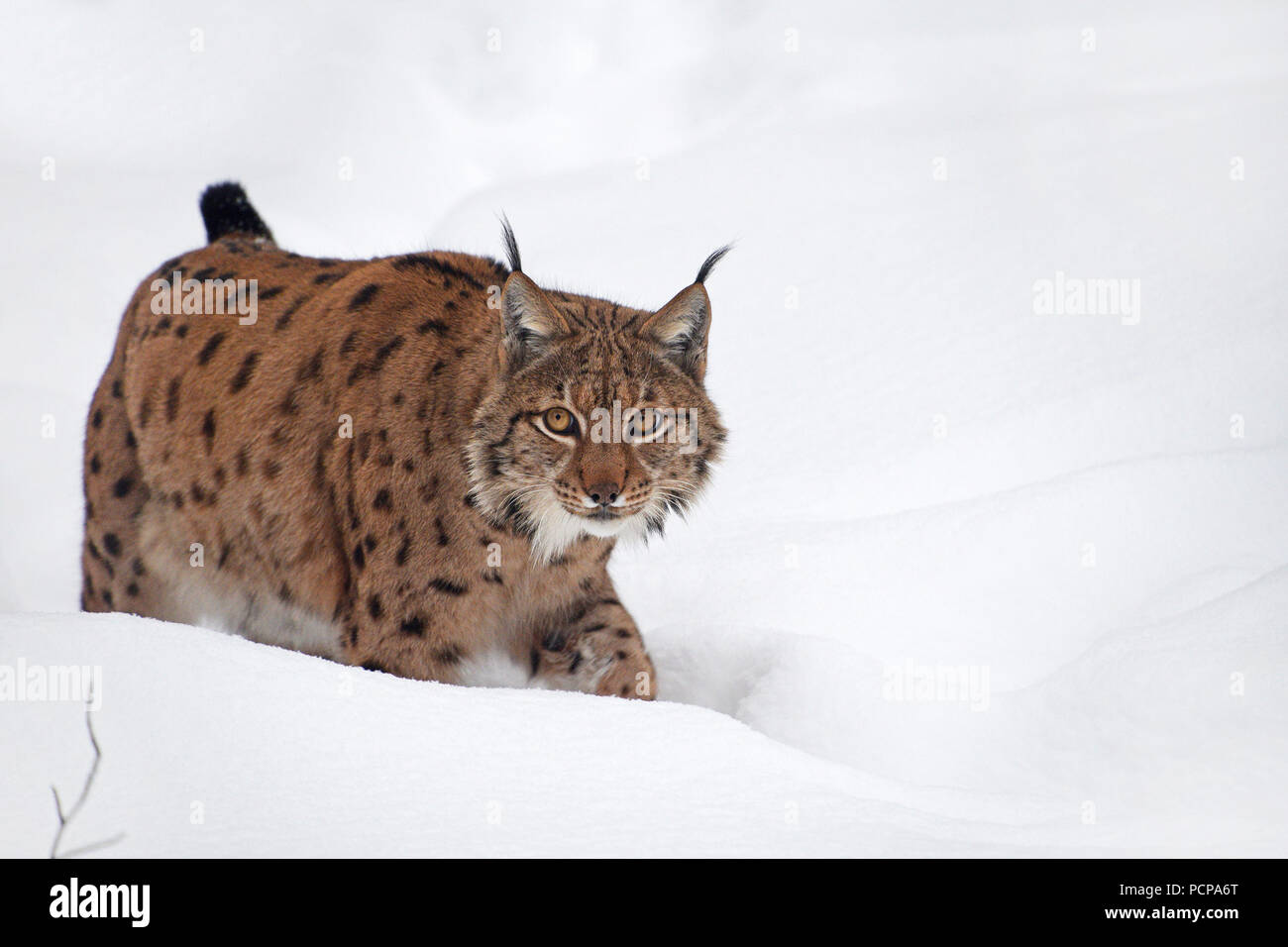 Close up voller Länge niedrigen Winkel Seitenansicht des Eurasischen Luchses wandern im tiefen Schnee im Winter, und wenn man die Kamera benachrichtigt Stockfoto