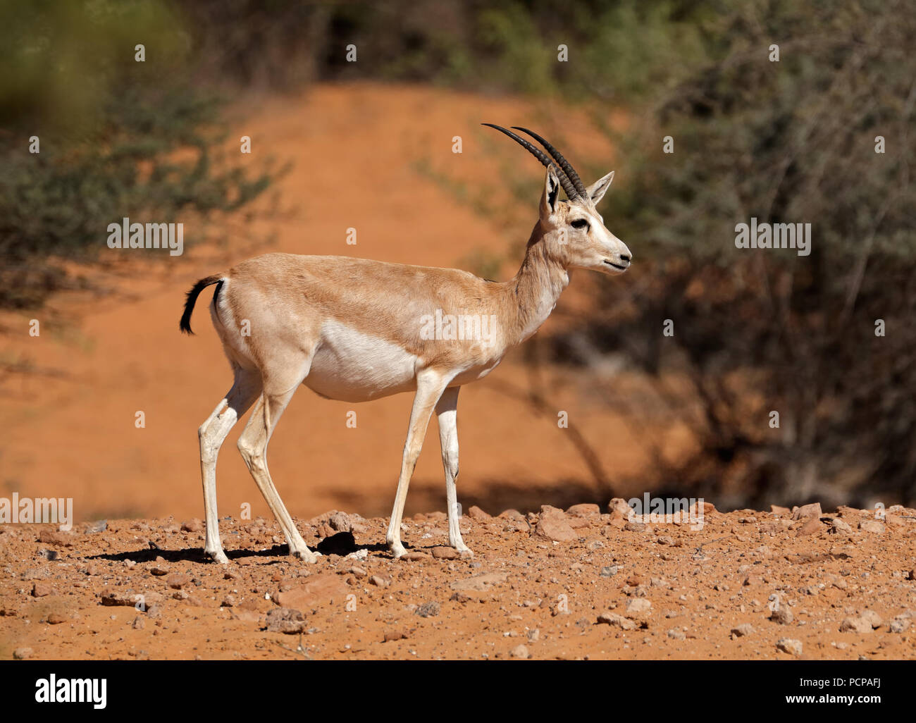 Weibliche arabischen Sand Gazelle (Gazella Marica), Arabische Halbinsel Stockfoto