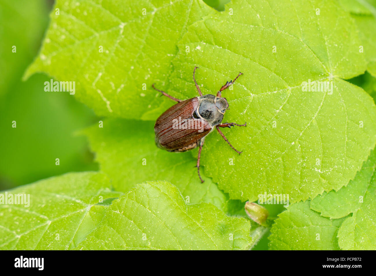 Vielleicht insekt käfer auf Blatt Stockfoto