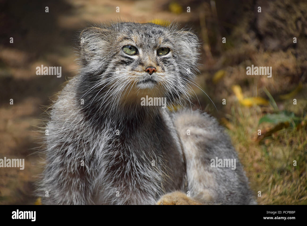 Nahaufnahme, Porträt einer niedlichen Manul Kätzchen (des Pallas Katze oder Otocolobus manul) an der Kamera suchen, Low Angle View Stockfoto