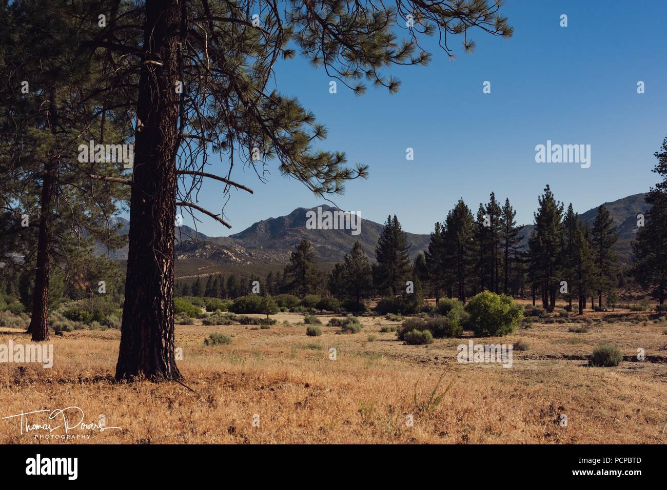 Bergwiese mit Dry Creek Bed Stockfoto