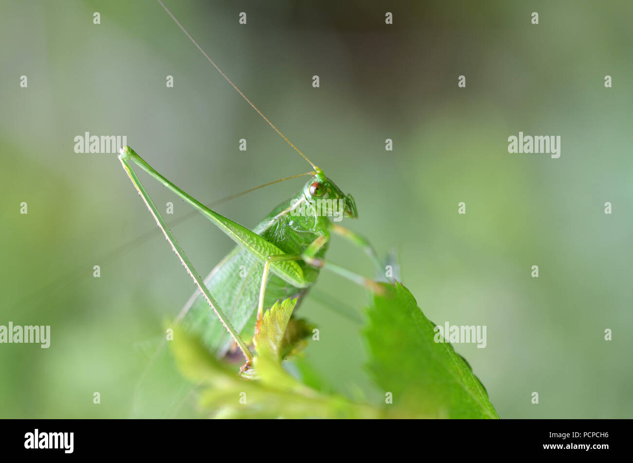 Katydid Fliegen ruht auf einem Blatt Stockfoto