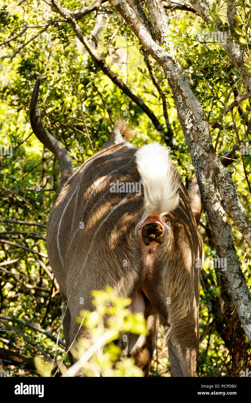 Weibliche Kudu stand mit dem Rücken zu den Sie in das Feld Stockfoto