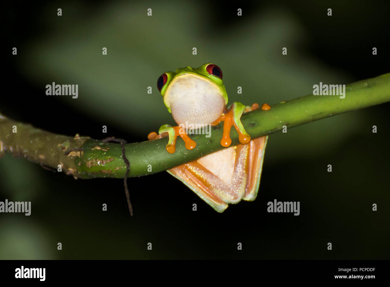 Red Eyed Tree Frog Festhalten an Zweig zu schließen, Stockfoto