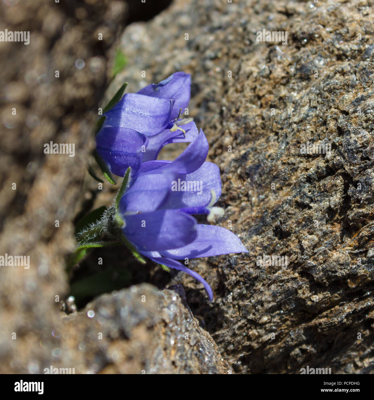 Alpenblume Campanula cenisia (Mont Cenis Glockenblume) auf Felsen, Aostatal Italien. Selektive konzentrieren. Stockfoto