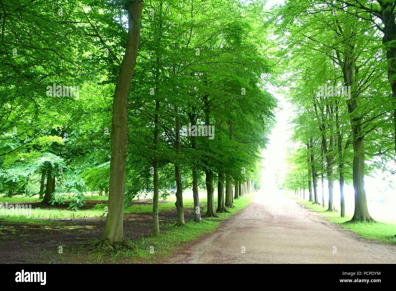 Allee, in Richtung Blanche vase - Chatsworth House - Derbyshire, England - 03583. Stockfoto