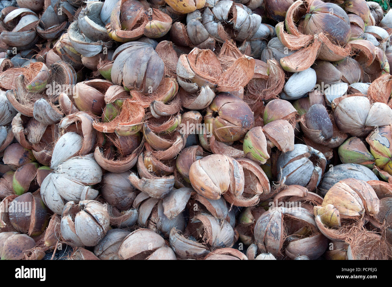 Thailand - Koh Samui - Kokosnussschalen geleert für Öl (Cocos nucifera) Stockfoto