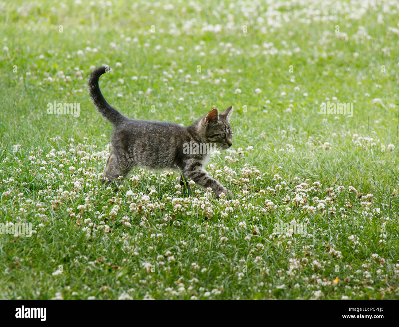 Junge Katze Spaziergänge auf blühende Wiese Stockfoto