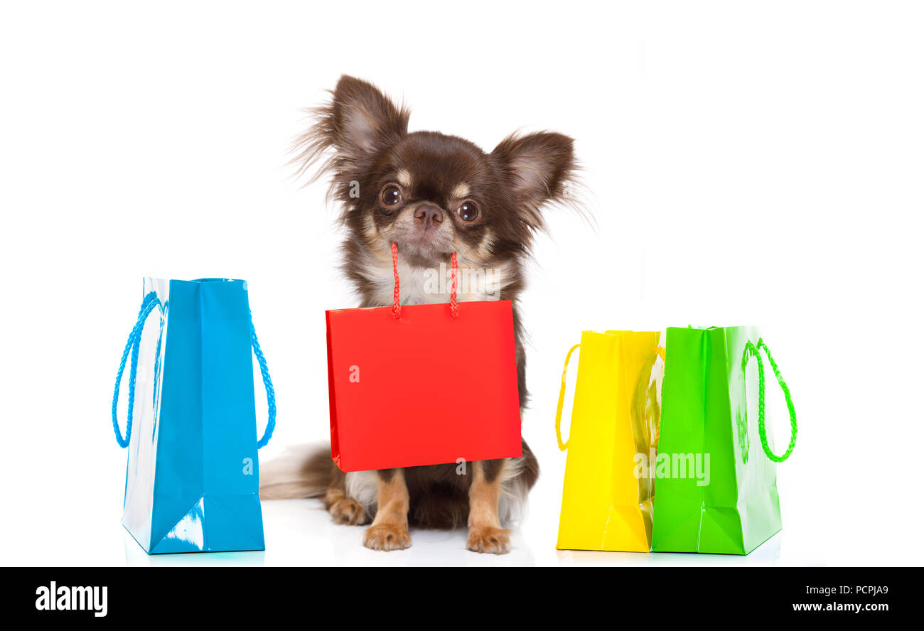 Chihuahua Hund mit einer Einkaufstasche für Rabatt und Verkauf in der Mall bereit, auf weißem Hintergrund Stockfoto