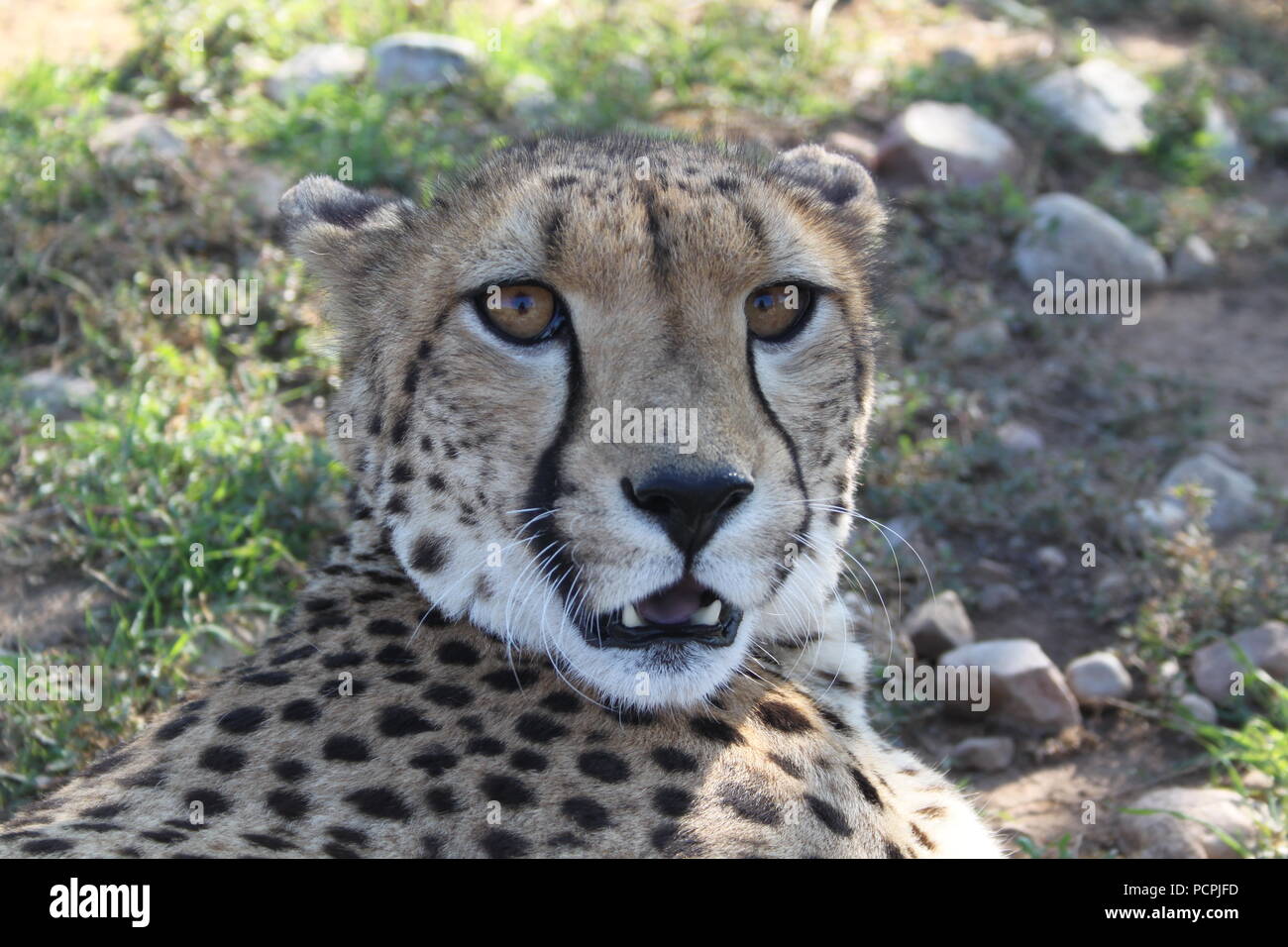 Nahaufnahme eines wilden afrikanischen Geparden in Südafrika - vom Aussterben bedroht Stockfoto