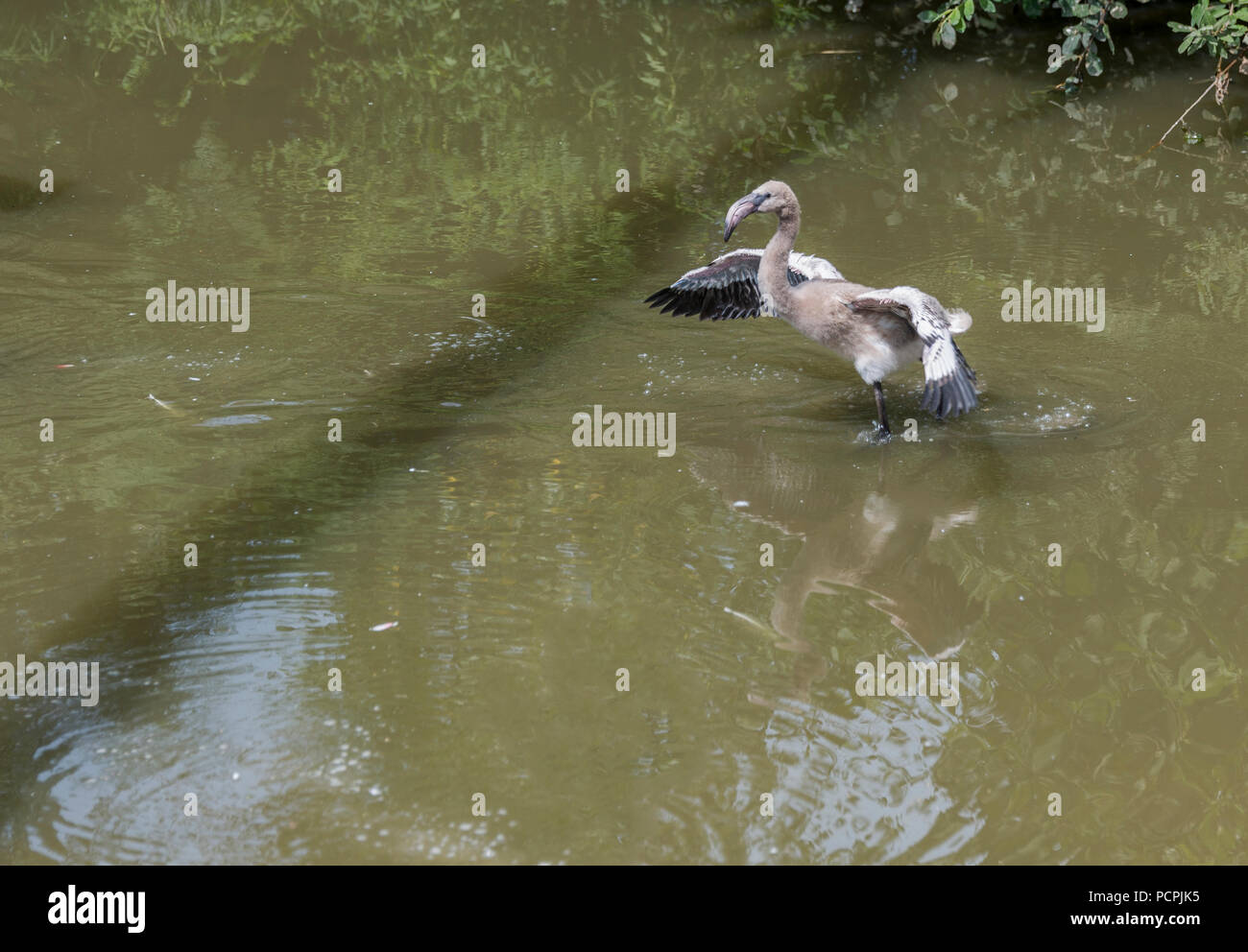 Junge Baby Flamingo Vogel versuchen, über das Wasser zu fliegen Stockfoto