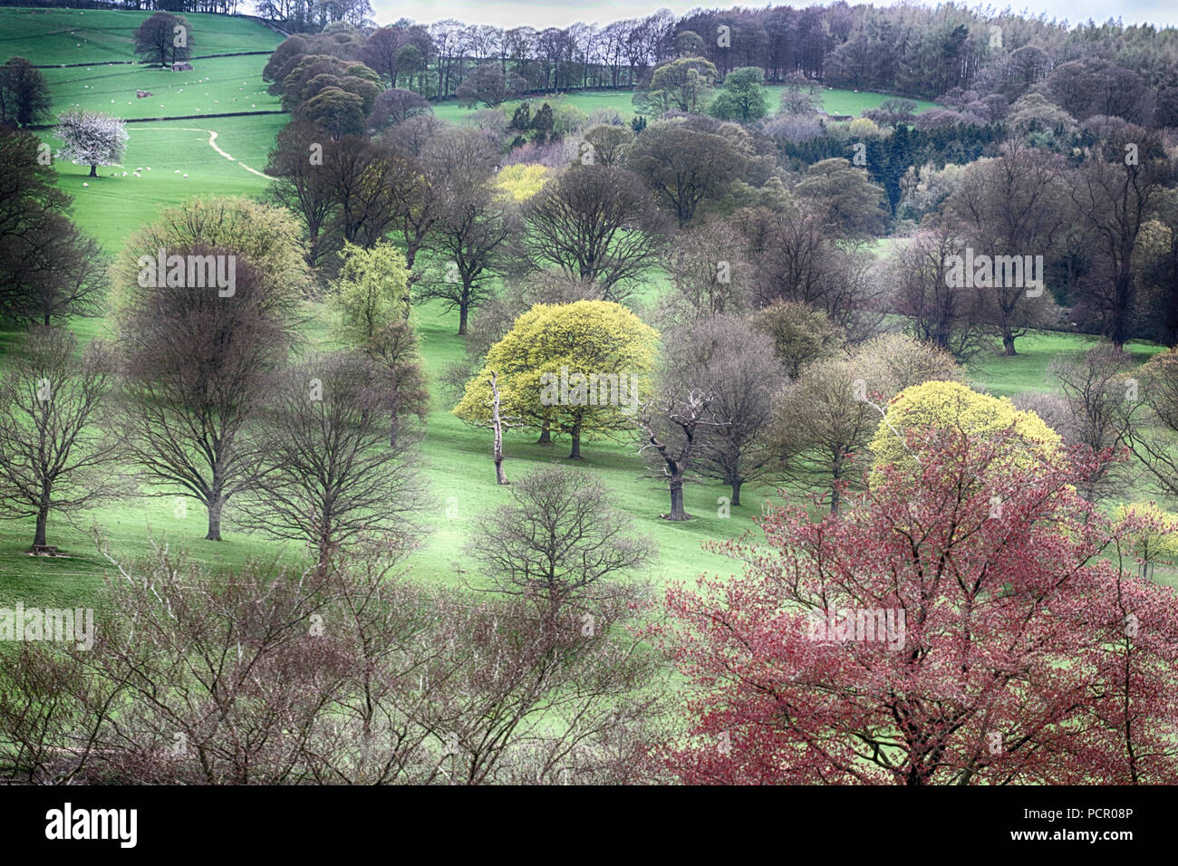 Park Land in Derbyshire Stockfoto