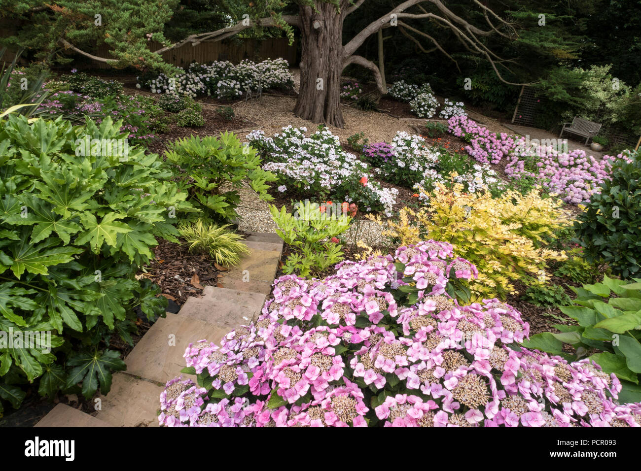 Hydrangea Garten, wächst im Schatten eines Monterey Zypern Baum. Stockfoto