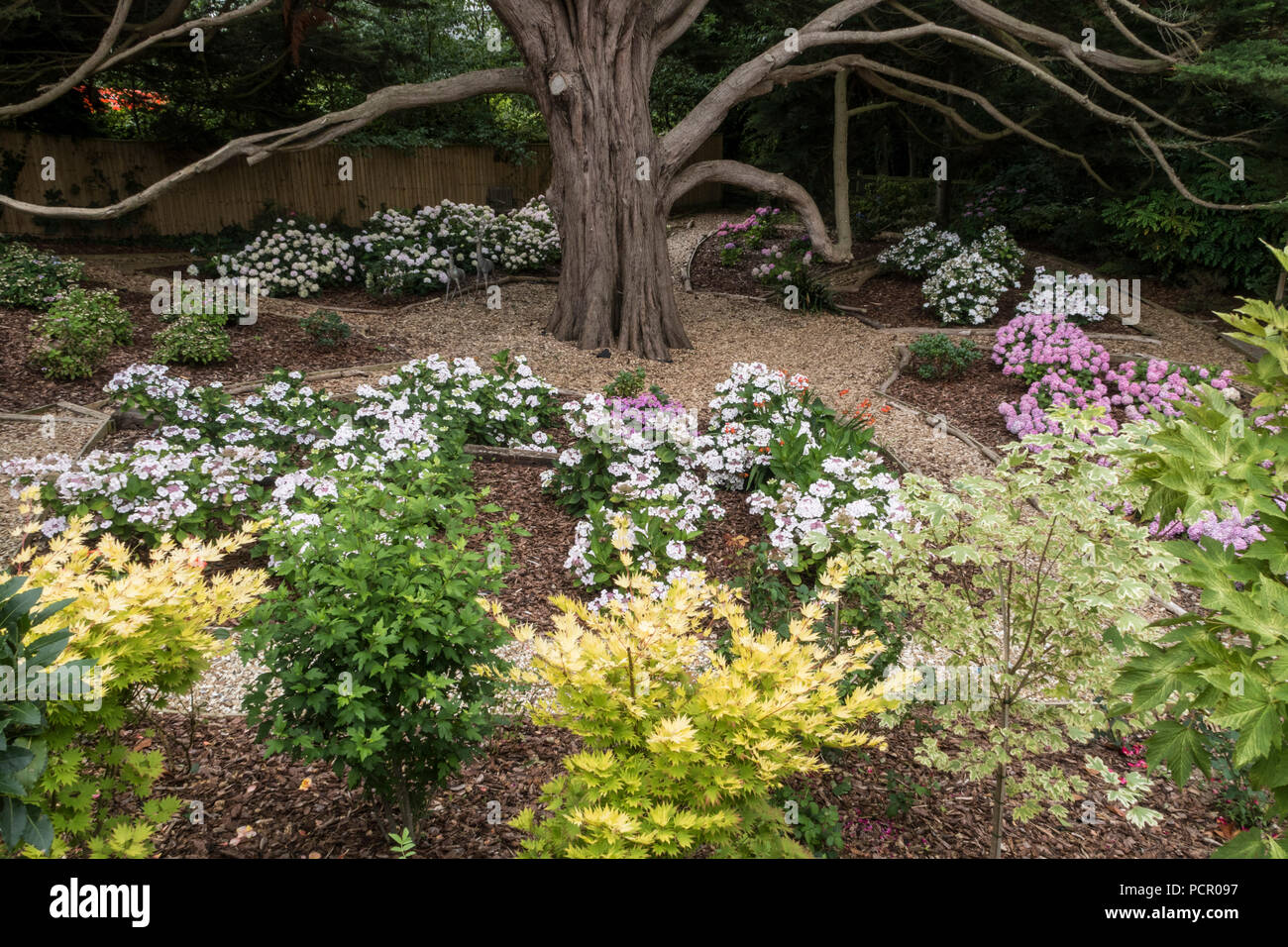 Hydrangea Garten, wächst im Schatten eines Monterey Zypern Baum. Stockfoto
