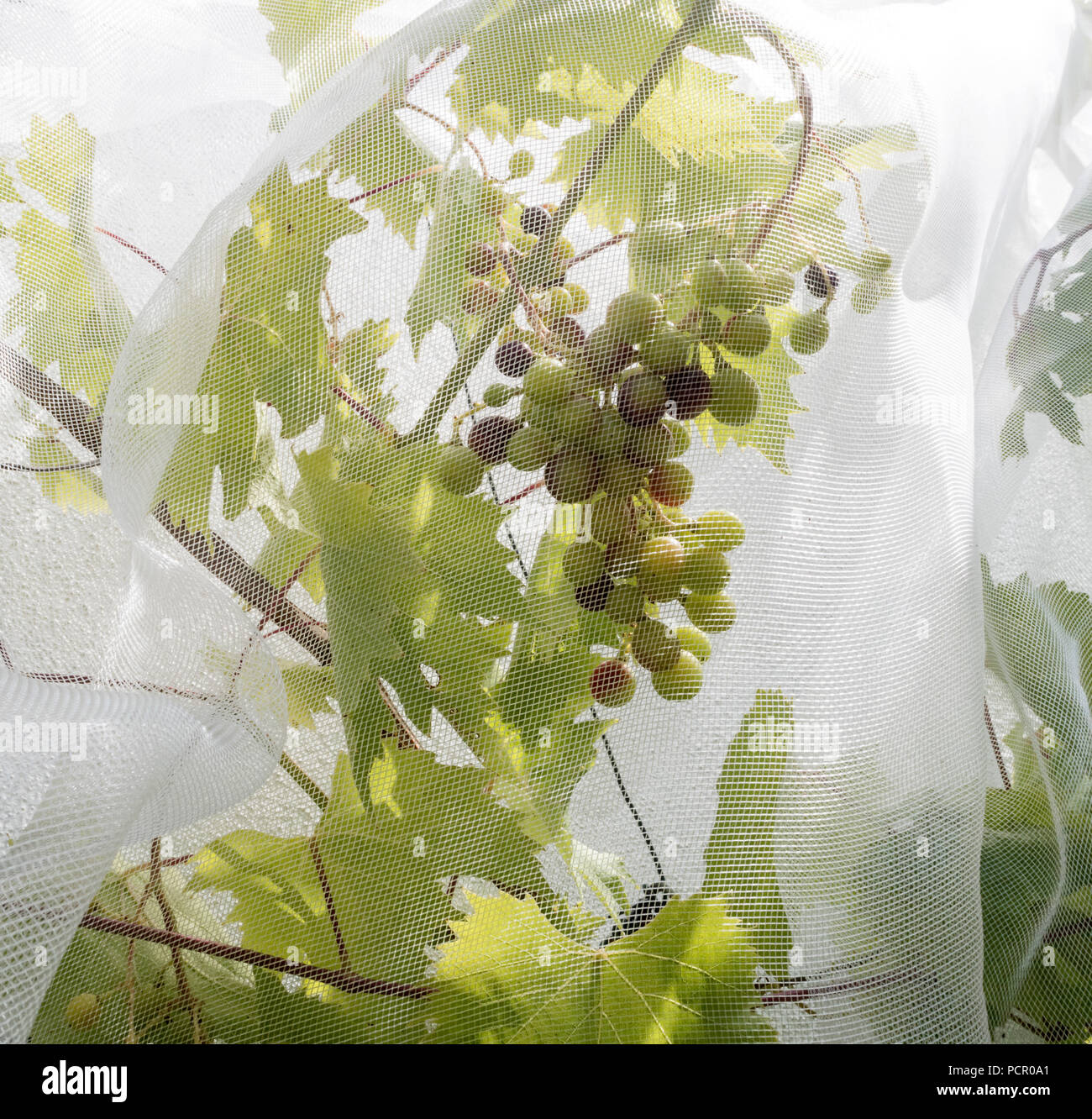 Trauben auf einem Weinstock mit Obst Verrechnung der Trauben aus, die von Vögeln gefressen werden zu schützen. Stockfoto