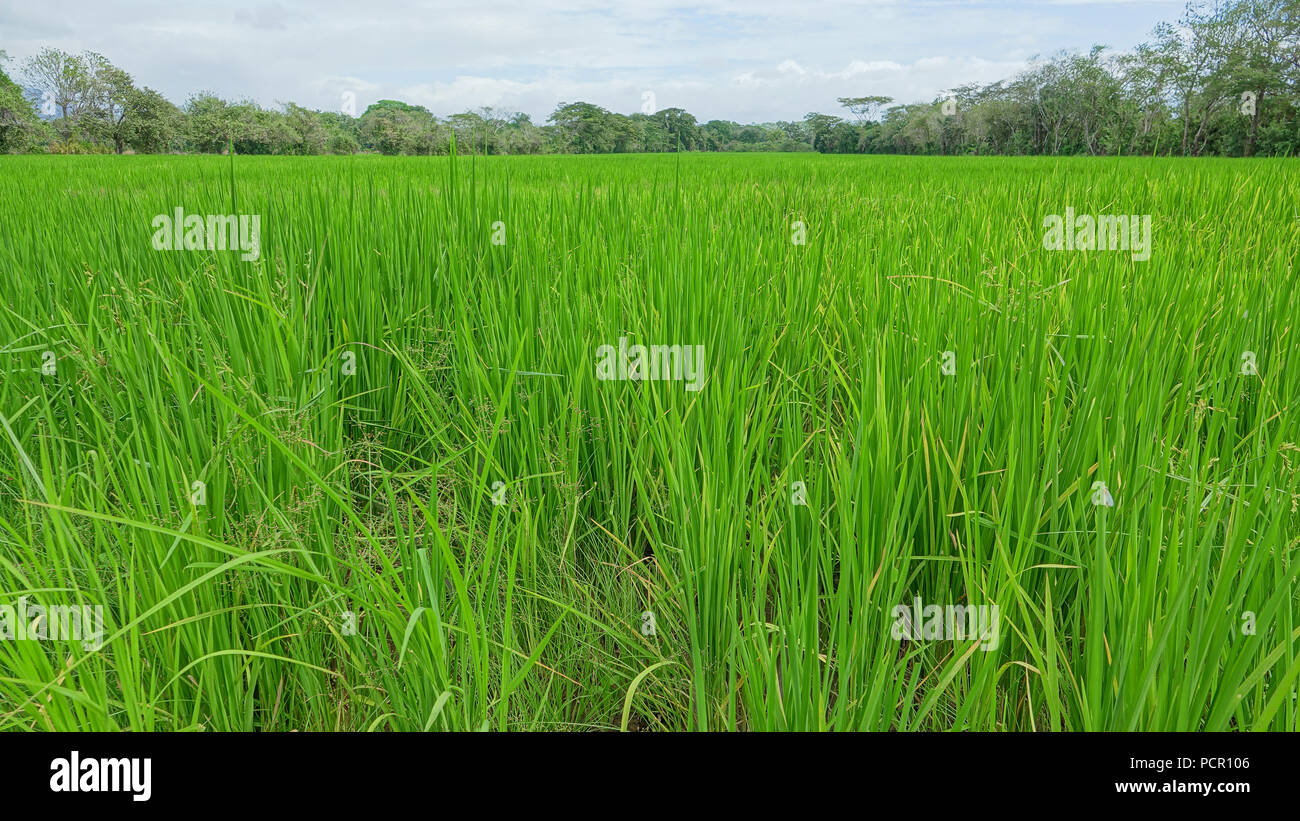 Schöne Reisfeld mit Bäumen und blauem Himmel in der zentralen Region von Panama Stockfoto