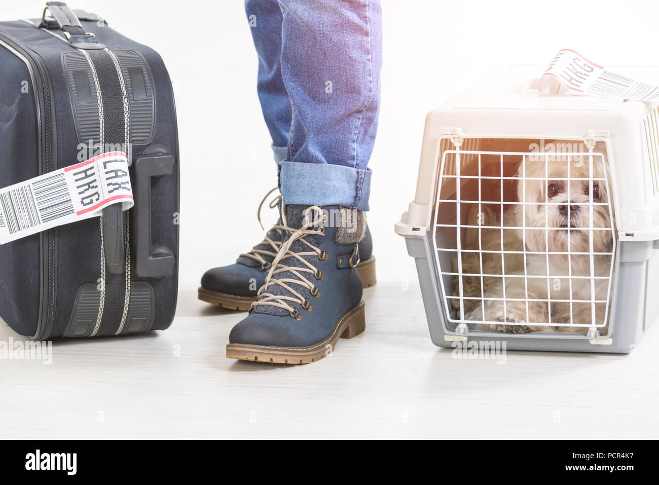 Kleine Hund in der Airline cargo Pet Carrier am Flughafen warten nach einer langen Reise