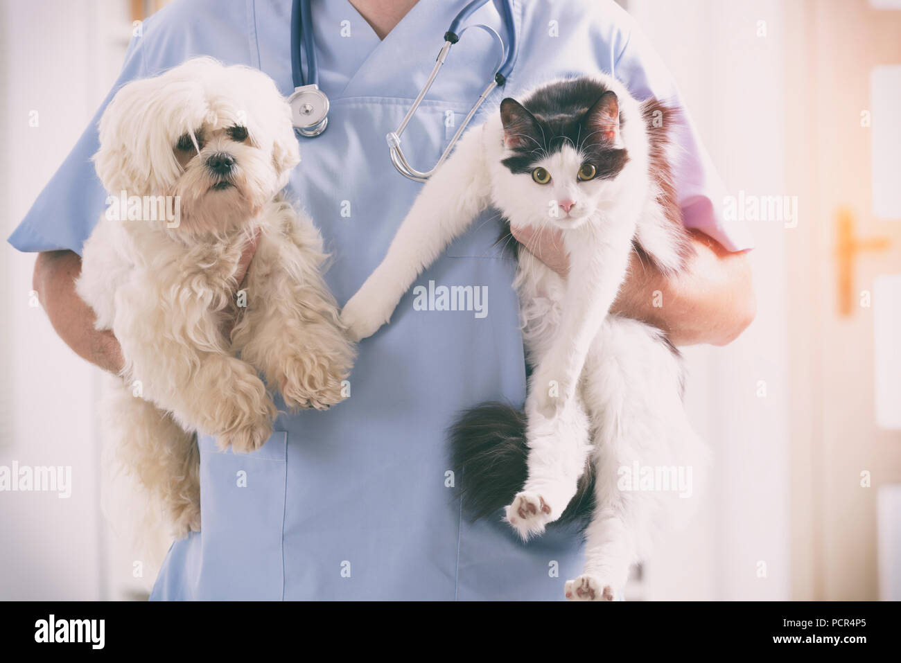 Tierarzt mit Hund und Katze in seinen Händen Stockfoto
