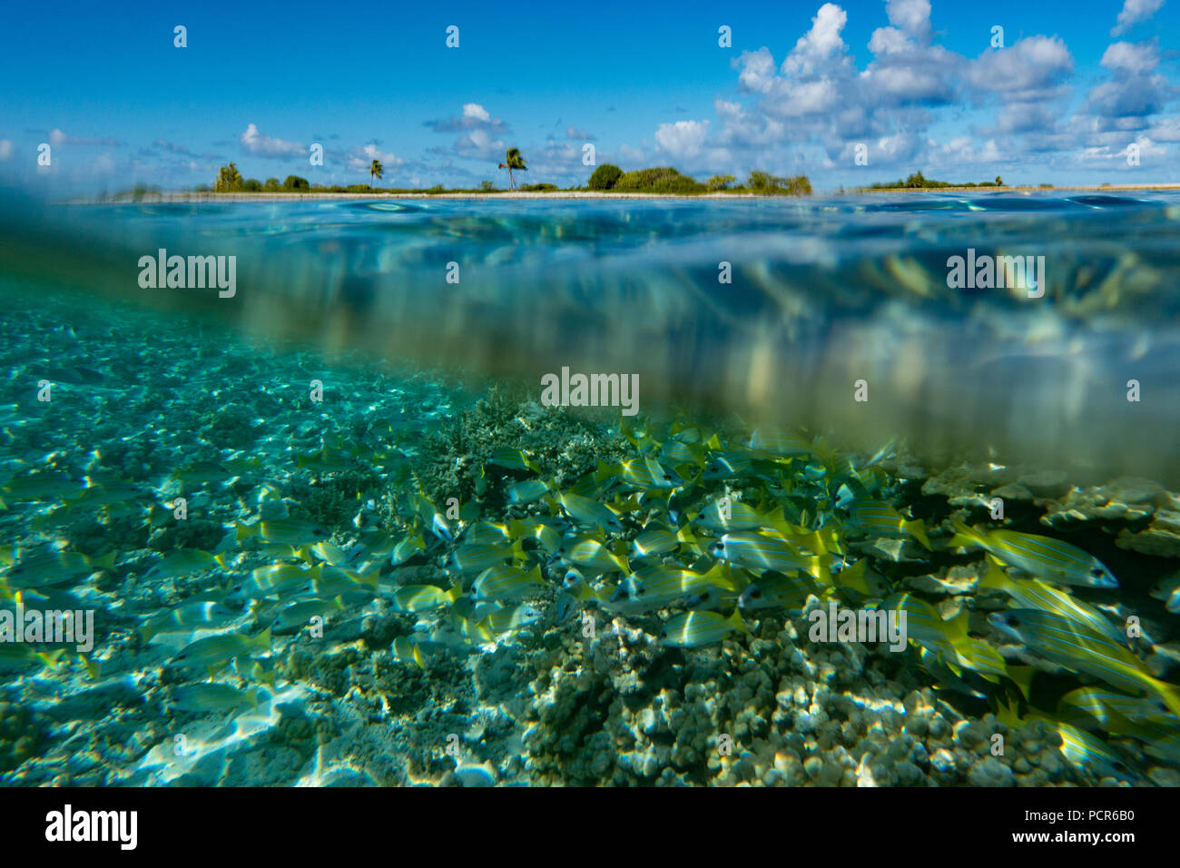 Eine Schule der Snapper in einer idyllischen Umgebung auf Fakarava Atoll, Tuamotus, Französisch Polynesien Stockfoto