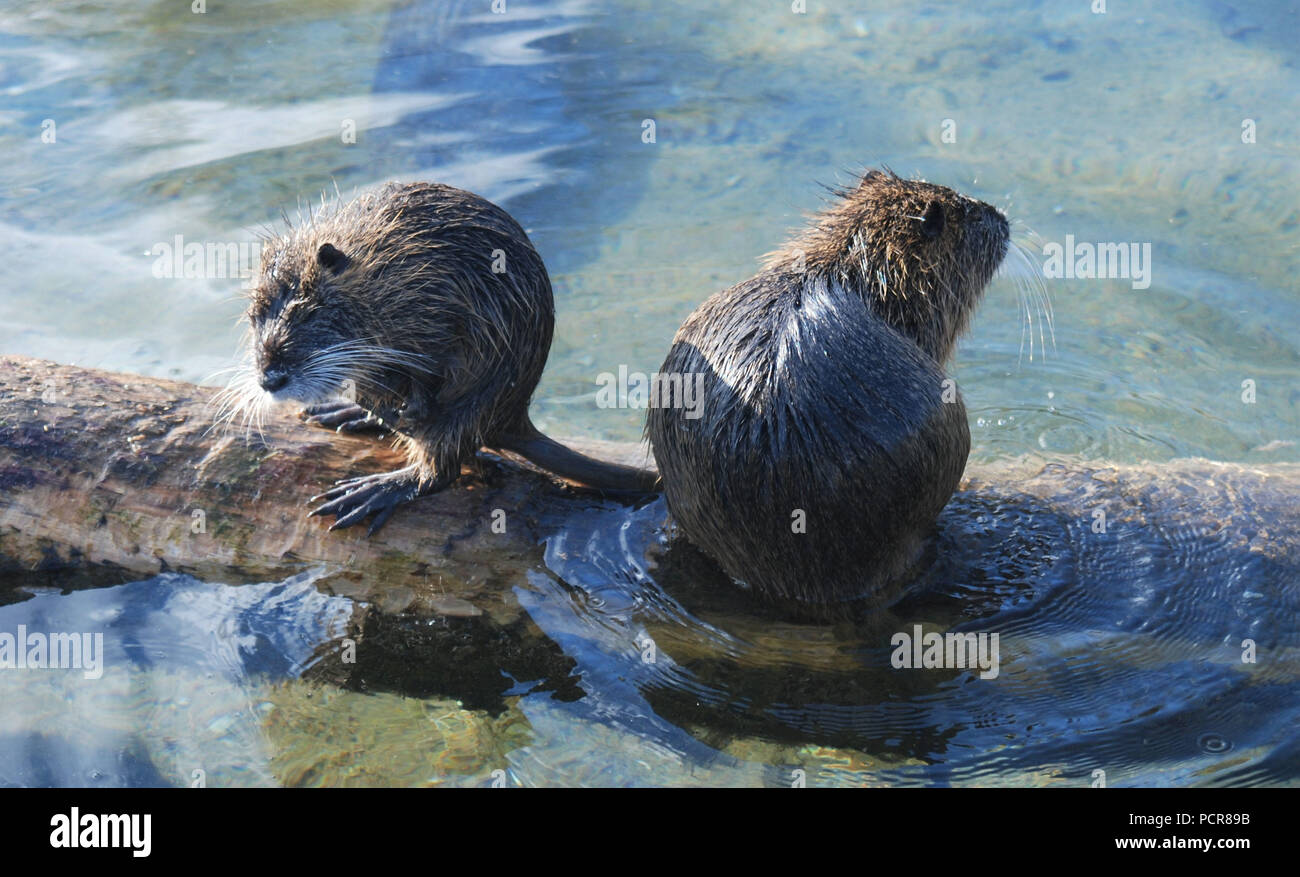 Zwei musquashes Sitzen auf einem Zweig in der Nähe von einem Teich während der Tag eines sonnigen Winter Stockfoto