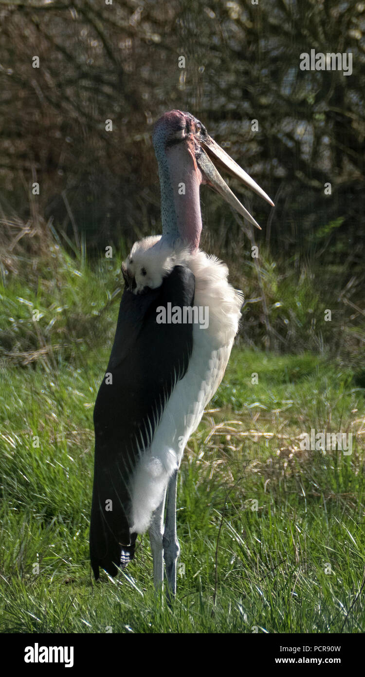 Marabu, einem sehr großen Vogel Stockfoto
