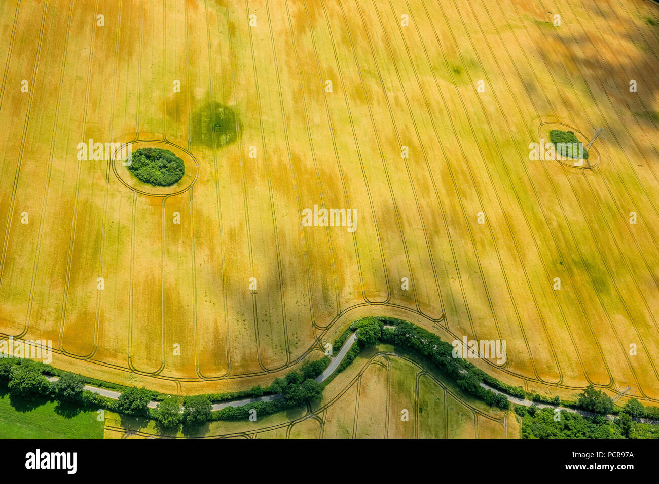 Kornfeld mit Bush Hecken in Form eines Gesichts, Landwirtschaft, Bad Oldesloe, Schleswig-Holstein, Deutschland Stockfoto