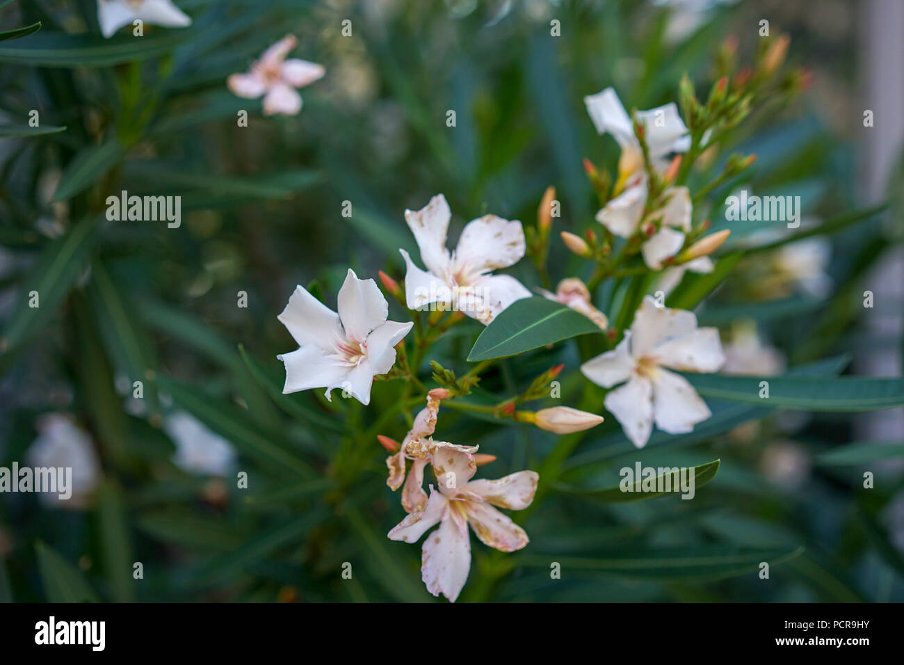 Weißer Oleander Weißer Oleander