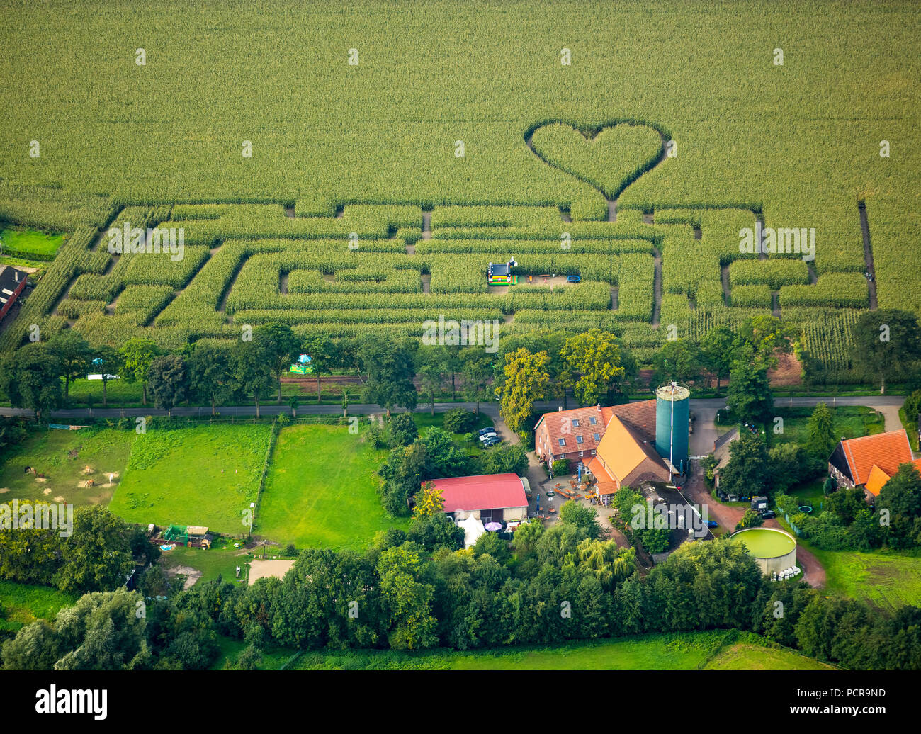 Herz im Maisfeld, Mais Labyrinth in einem Maisfeld in Herten, Pfade im Maisfeld, grünes Herz, Herz, heart-shaped, Herten, Ruhrgebiet, Nordrhein-Westfalen, Deutschland Stockfoto