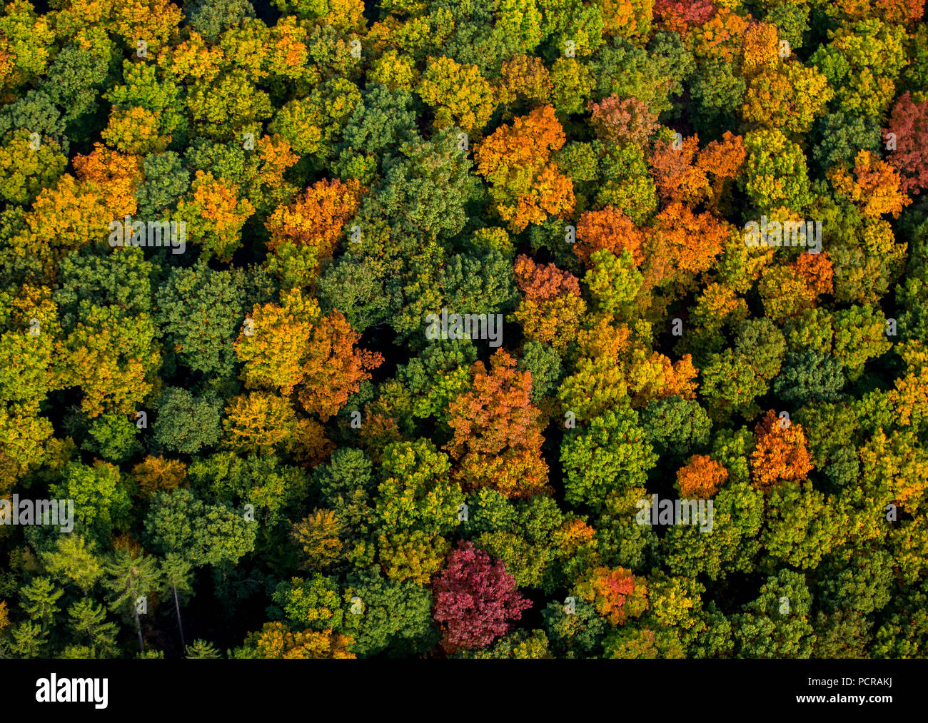 Herbstlaub, Herbst Wald in hellen Farben im Arnsberger Wald in der Nähe von Meschede, Meschede, Sauerland, Nordrhein-Westfalen, Deutschland Stockfoto