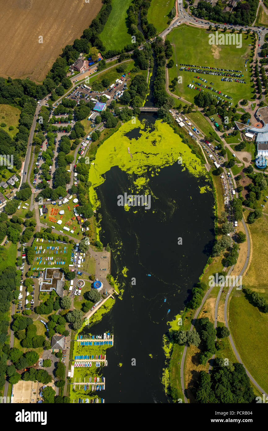 Elodea Algen Pest, Bochum Kemnader Stausee, Stadtgrenze zwischen Bochum und Witten, Flohmarkt am Kemnader Stausee, Witten, Ruhrgebiet, Nordrhein-Westfalen, Deutschland Stockfoto