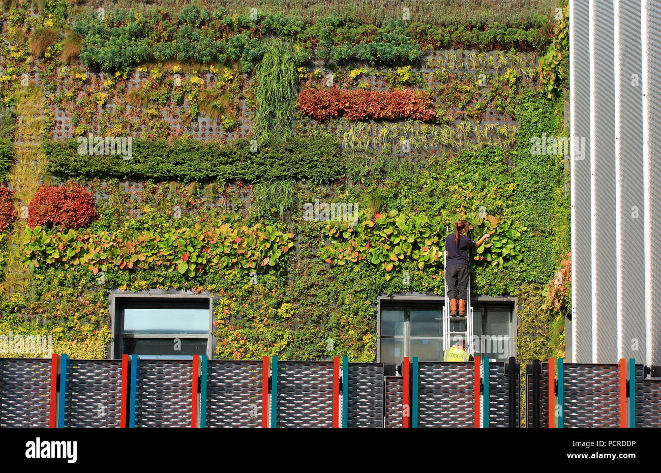 Gärtner auf der Leiter Pflanzen große vertikale Garten auf der Wand von Gebäude in Camden Town, London Stockfoto