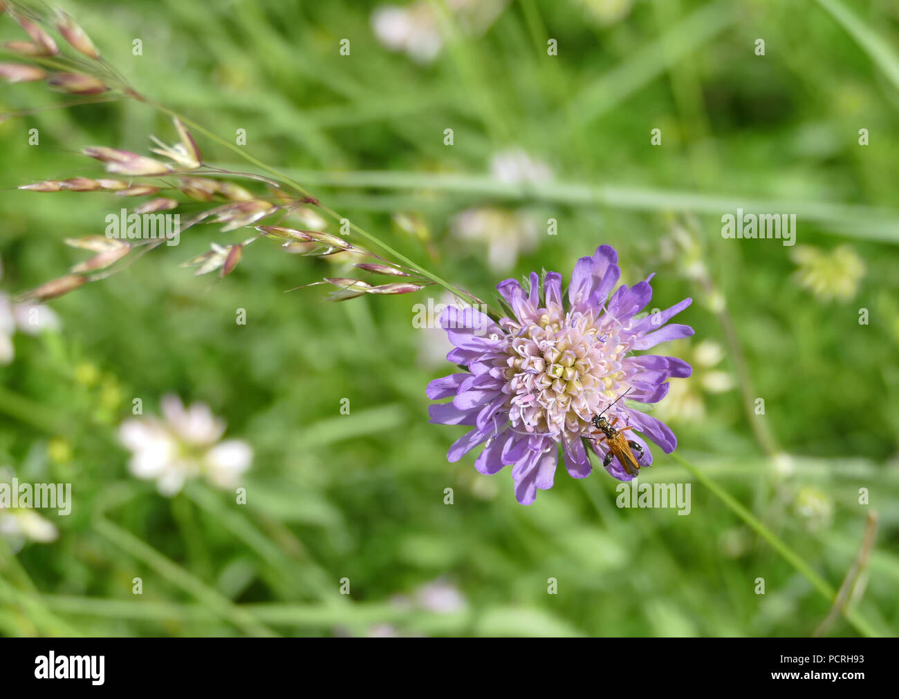 Farbige Insekt auf lila wilde Blume Stockfoto