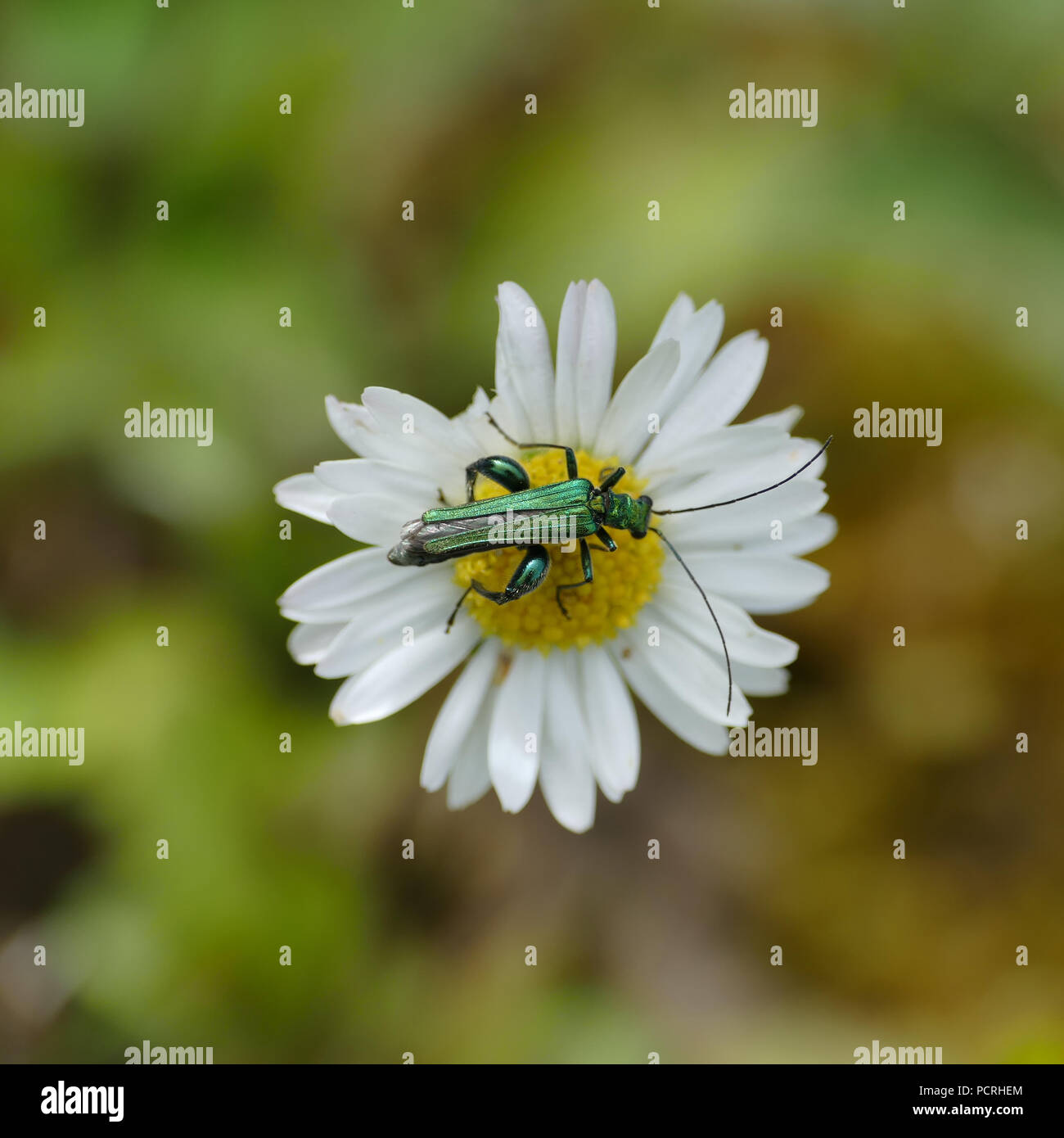 Farbige Insekt auf einem Daisy Stockfoto